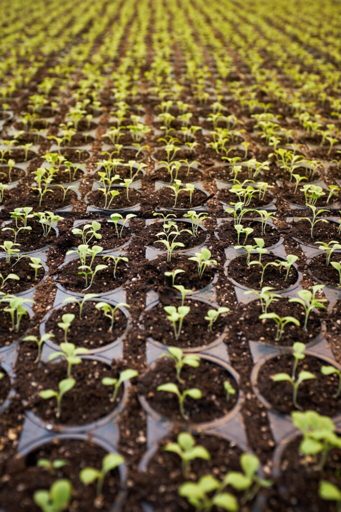 types of hydroponics farming