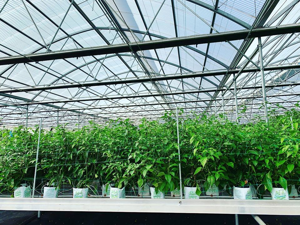 Commercial Plant Growing
