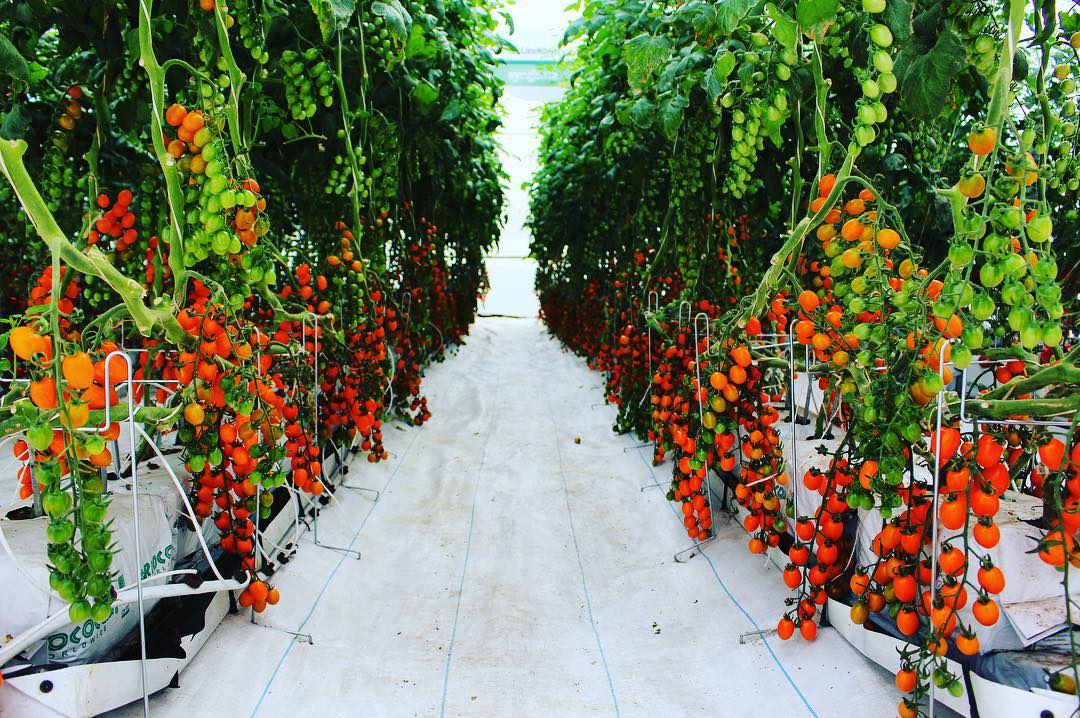 Agronomy Consulting Services