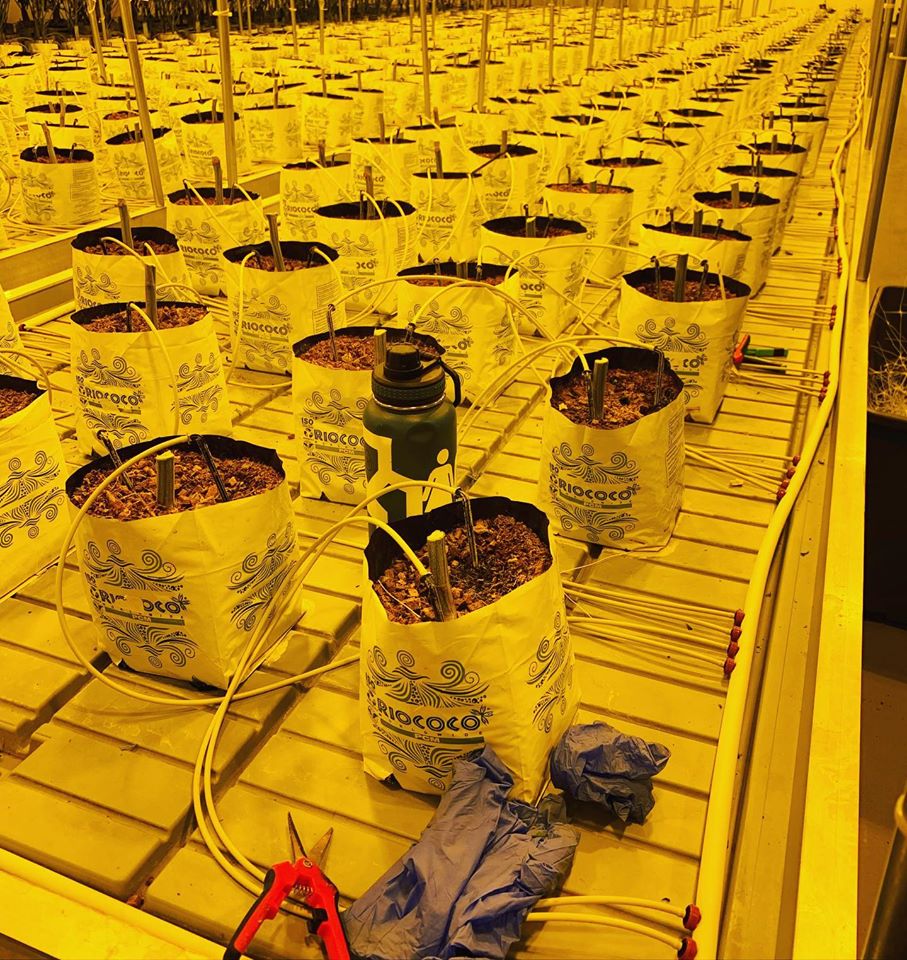 cea-drip-irrigation-system-indoor-farm
