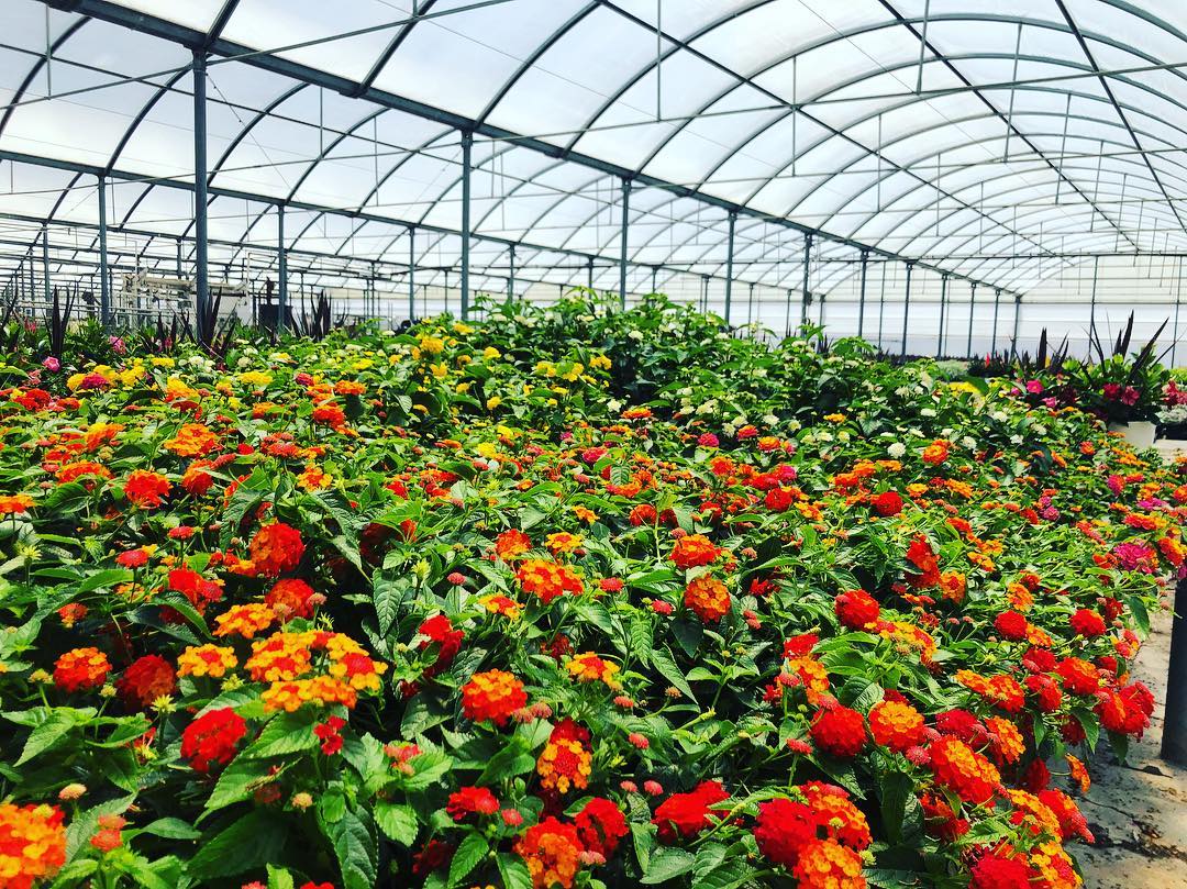 commercial-flower-greenhouse