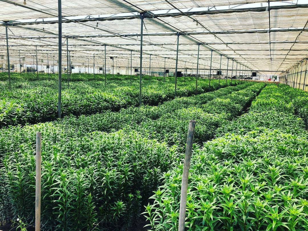 commercial-greenhouse-ipm