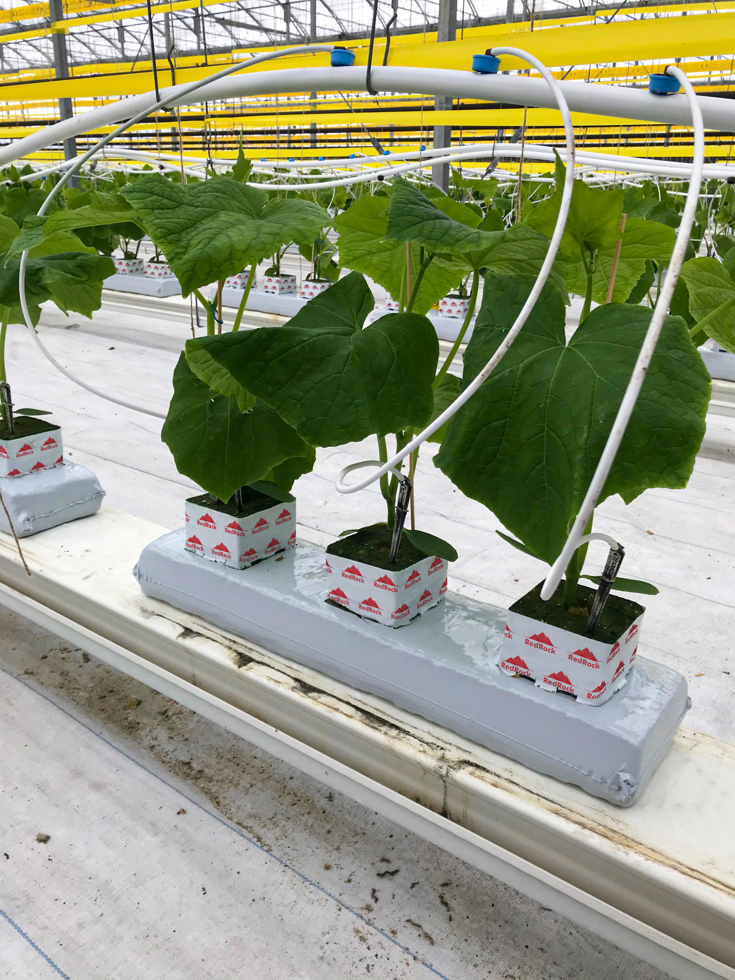 grow-vegetables-stonewool