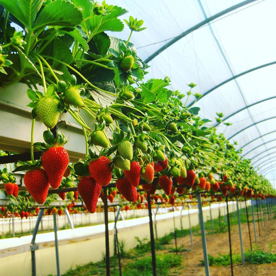 indoor-strawberry-farm
