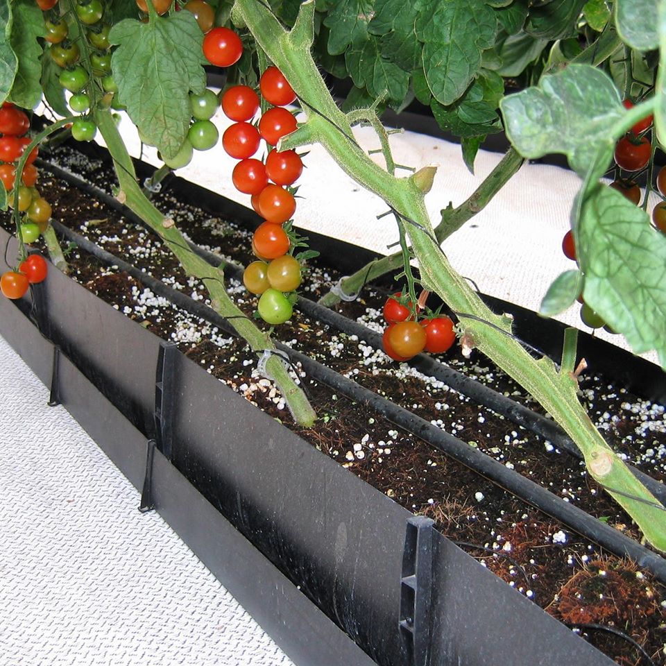 indoor-tomato-farming